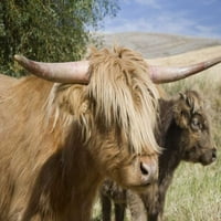 Palouse skót felföldi szarvasmarha és borjú Don Paulson