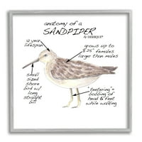 Stupell Industries Sandpiper Beach Bird Wildlife Tanulási tények diagram Grafikus Art szürke keretes művészet nyomtatott