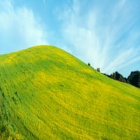 Tavaszi mező, mustármag, közel, Lake Casitas, California Poszter Nyomtatás