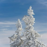 Hóval borított fák a Lusen-hegy csúcsán Közép-Németország-Bajorország Martin Zwick